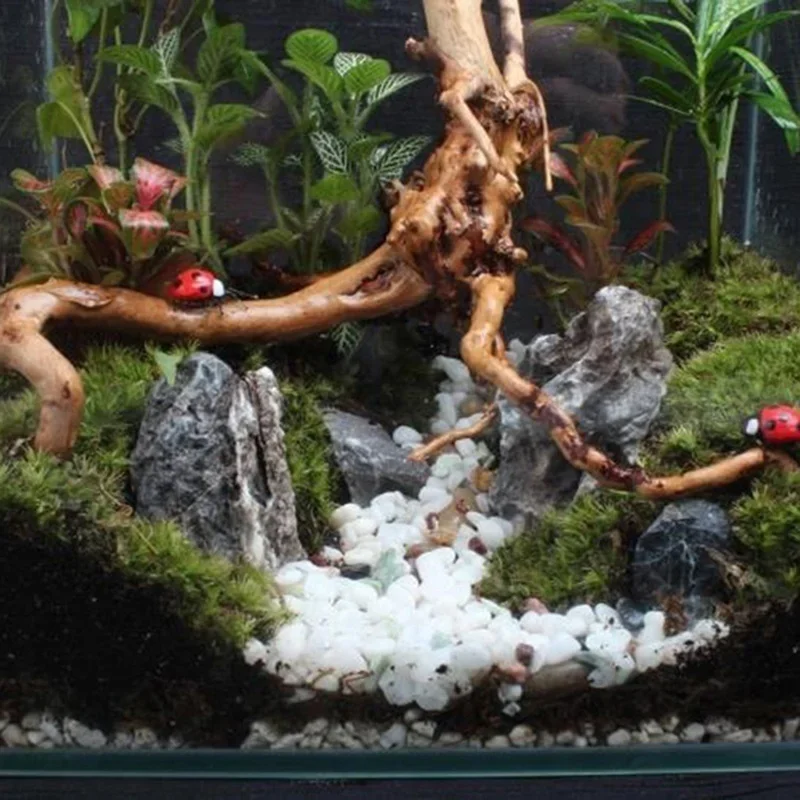 Natural Tree Trunk Driftwood A - Live Plant Aquarium review and price