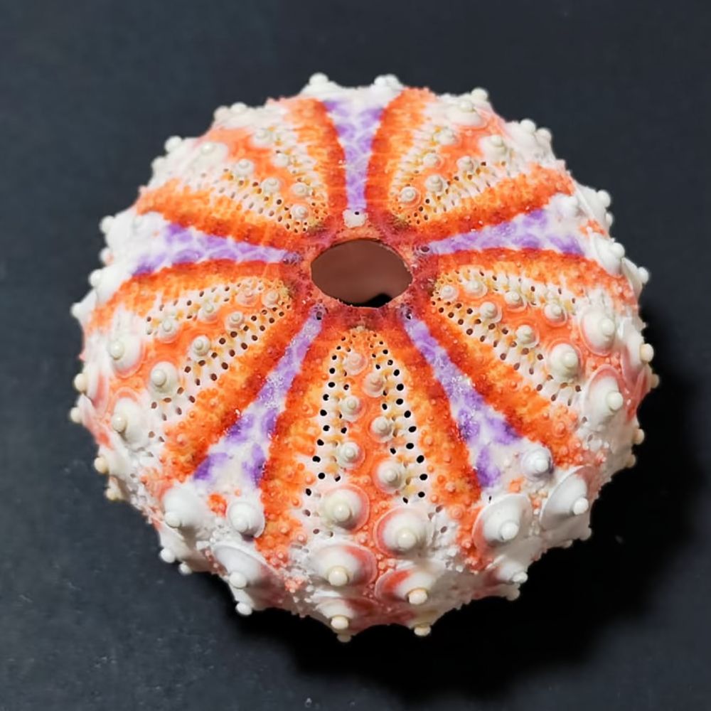 Sea Urchin Craft For For Zhuol - Aquarium Plant Holder review and price