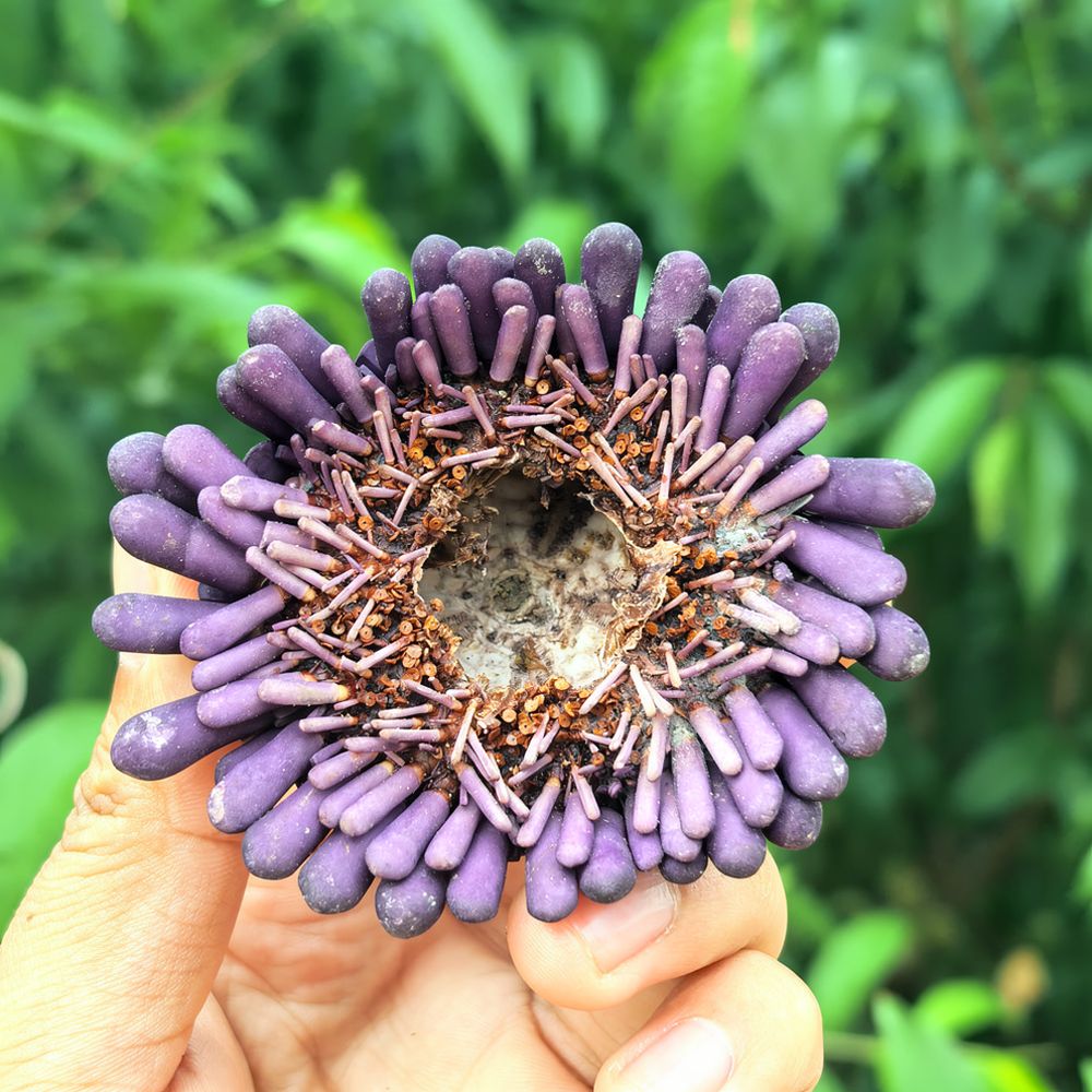 Sea Urchin Craft For For Zhuol - Aquarium Plant Holder review and price