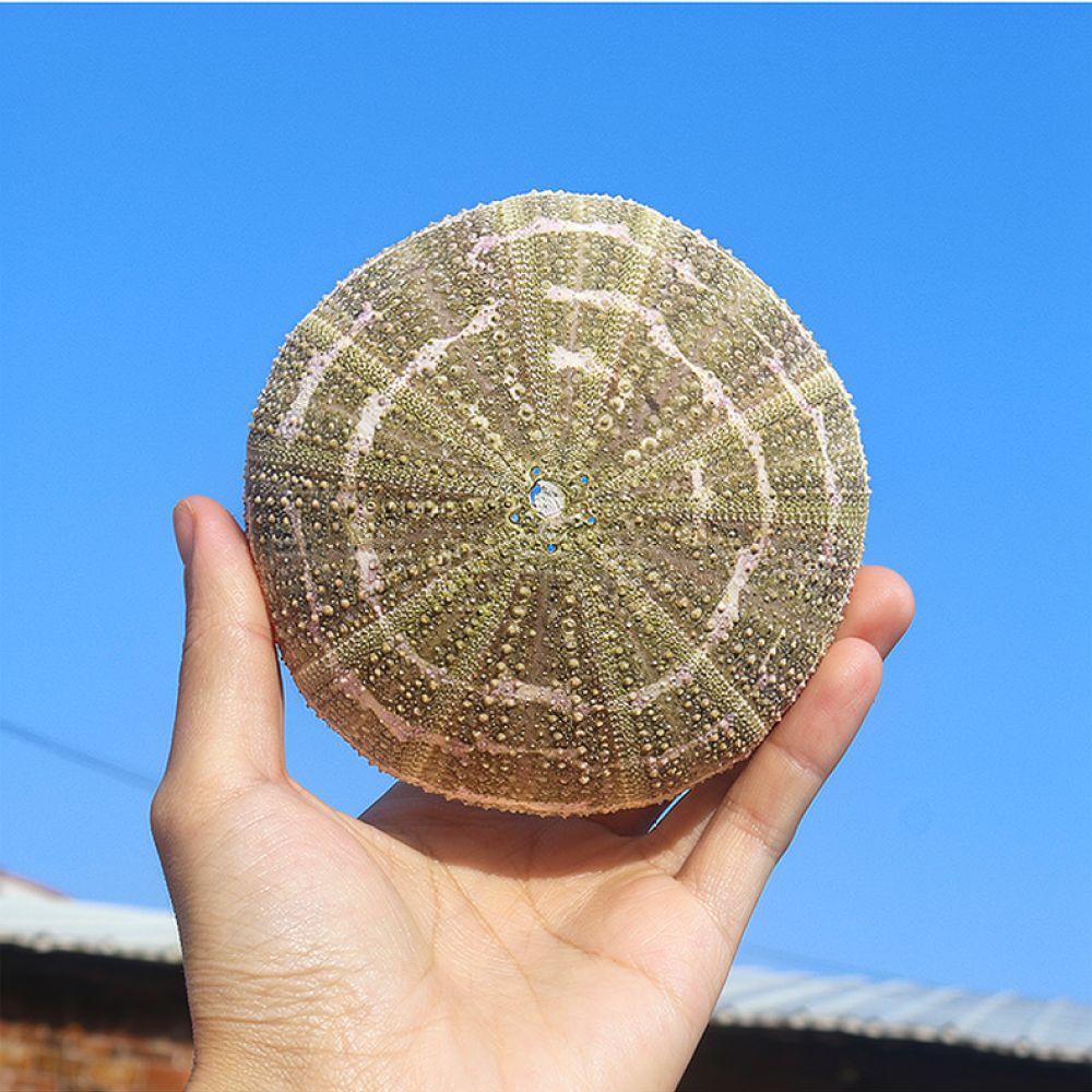 Sea Urchin Craft For For Zhuol - Aquarium Plant Holder review and price