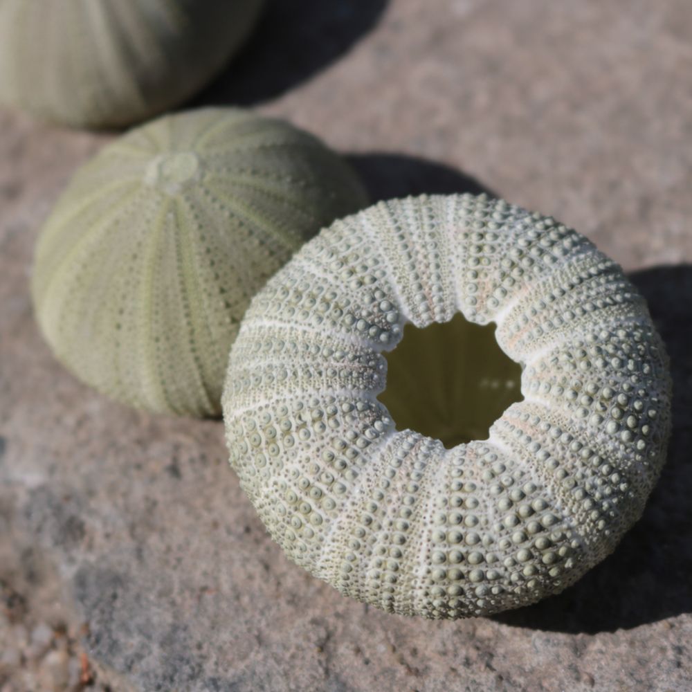 Sea Urchin Craft For For Zhuol - Aquarium Plant Holder review and price