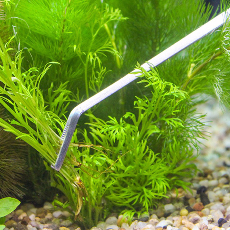 Professional Aquarium Maintena - Live Plant Aquarium review and price