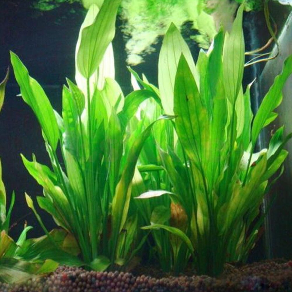 15cm Artificial Aquarium Decor - Aquarium Plants Live review and price