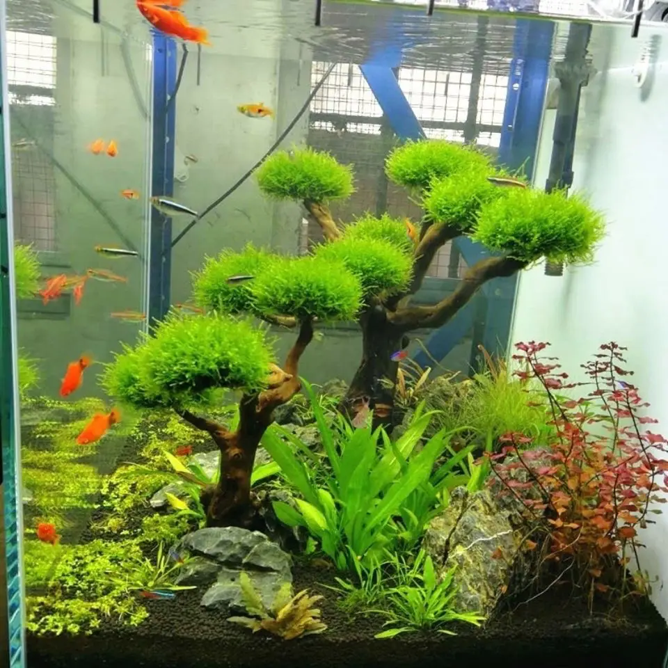 Aquarium Driftwood Landscaping - Aquarium Plant Substrate review and price