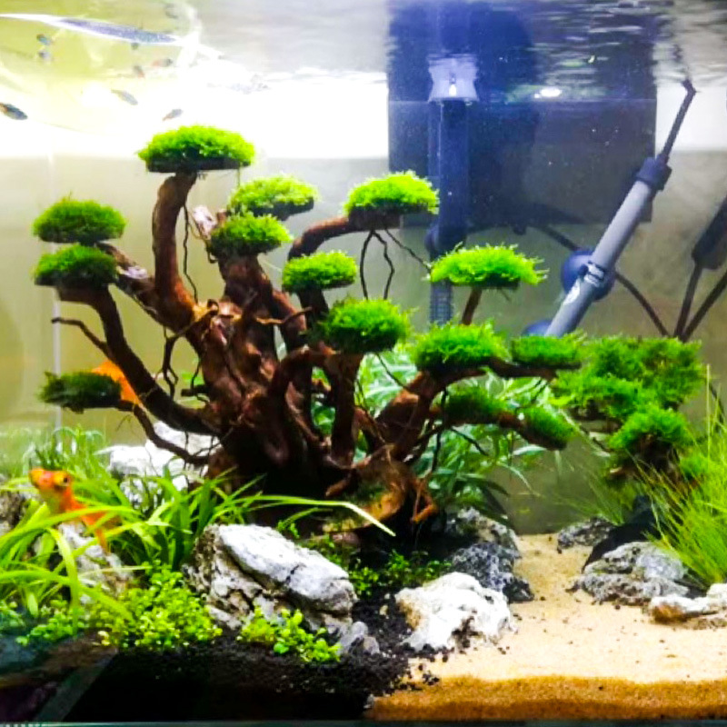 Aquarium Landscaping Moss Tree - Aquarium Driftwood review and price