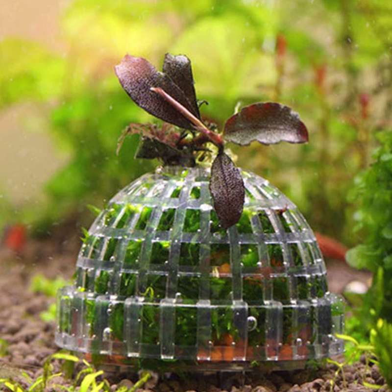 【B】Aquatic Pet Supplies Decora - Live Plant Aquarium review and price