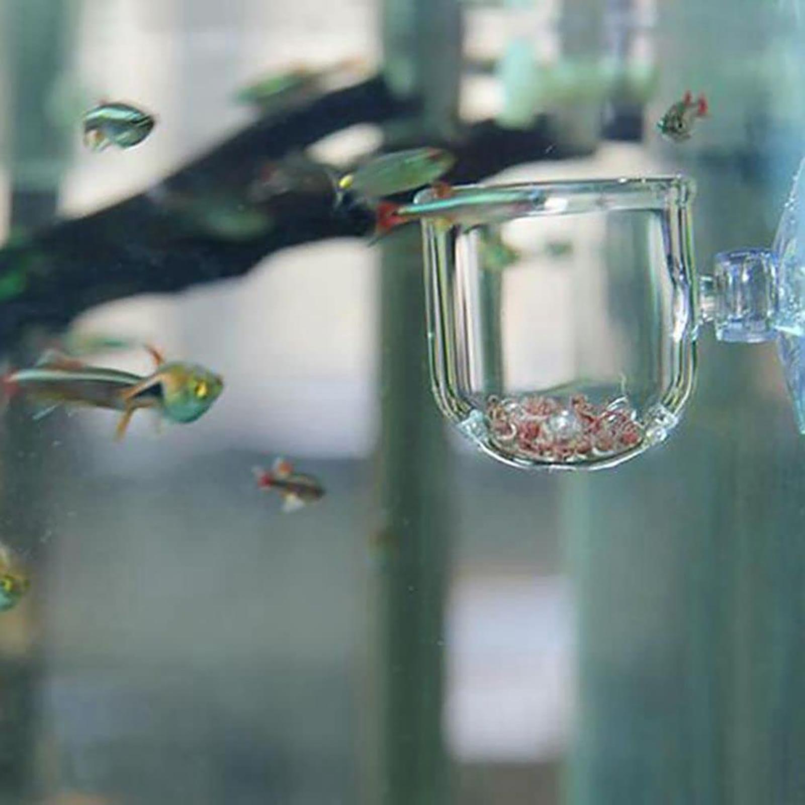Acrylic Aquatic Plant Cup Aqua - Aquarium Moss review and price